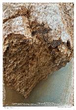 Wholemeal Brow-NFT